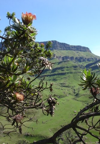 Protea roupelliae subsp. roupelliae flowerheads